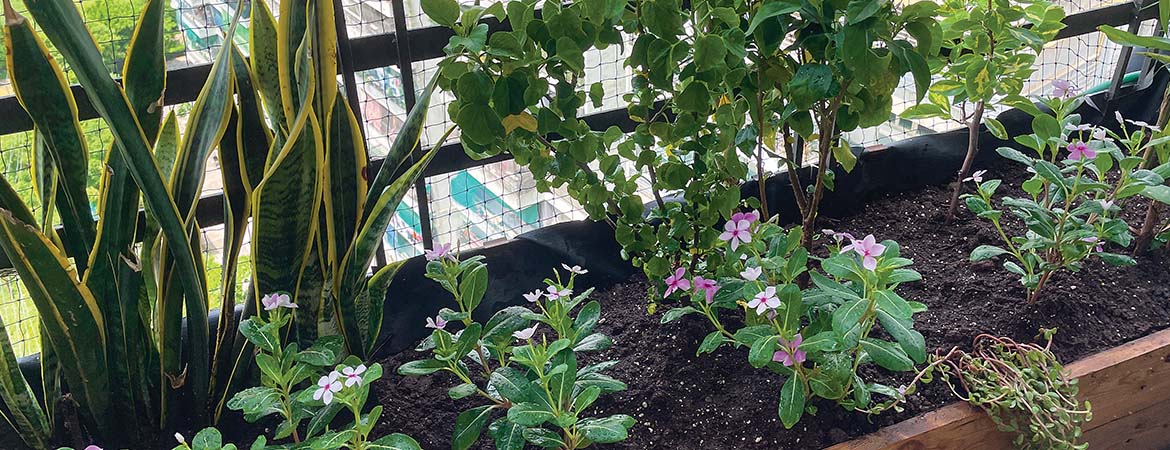 A stock image of plant life growing on an apartment balcony.