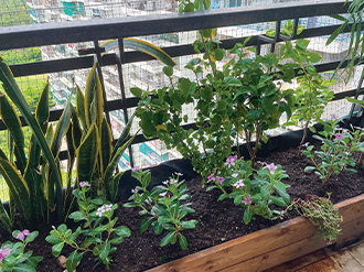 A stock image of plant life growing on an apartment balcony.